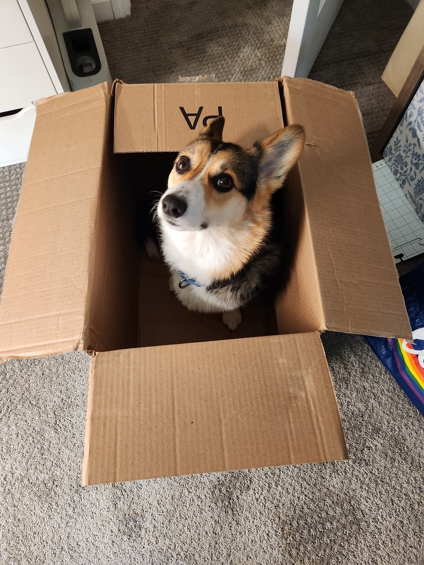 Tricolor corgi sitting in an empty open cardboard box looking up at the camera with big eyes
